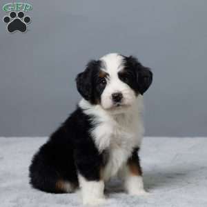 Rock, Mini Bernedoodle Puppy